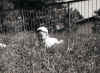 Mario Di Filippo gianpiccolo